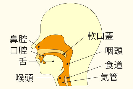 口腔内　鼻腔　咽喉頭内の形態観察